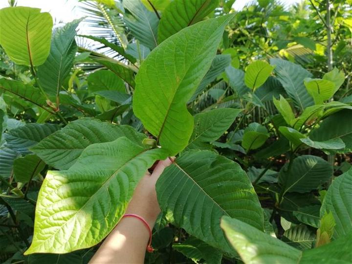 马哈迪不赞成合法化出口哥冬叶 「不清真的东西就是