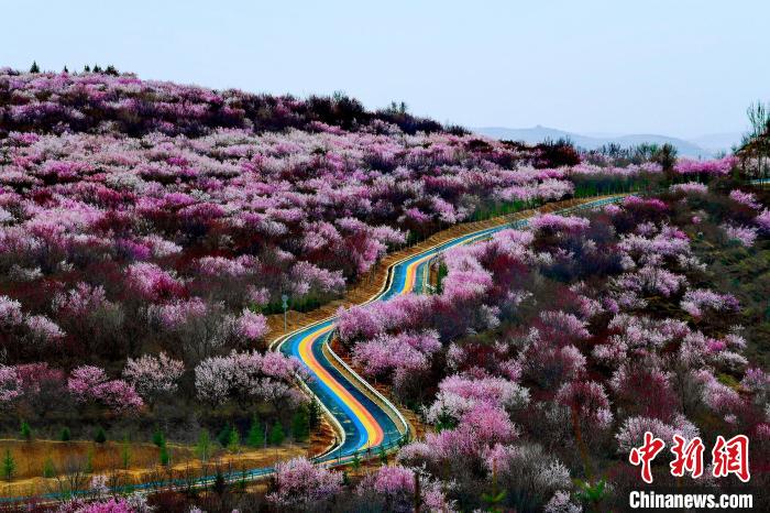 宁夏彭阳开启云游梯田花海旅游新模式