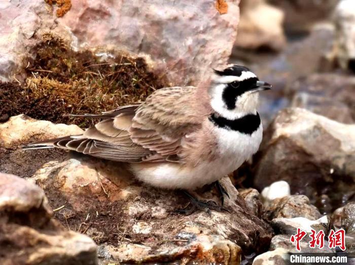 青海隆寶國家級自然保護區野生鳥類增至47種