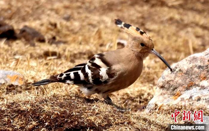 青海隆寶國家級自然保護區野生鳥類增至47種