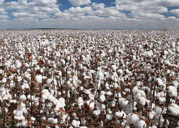 中国棉花信息网消息 埃及农业部近日公布2022/23新年度植棉预期,预期