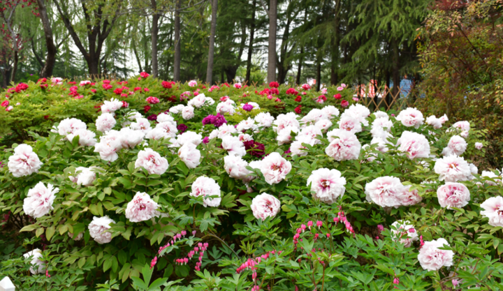美了400年菏泽牡丹王惊艳全国看过才知道什么是国色天香
