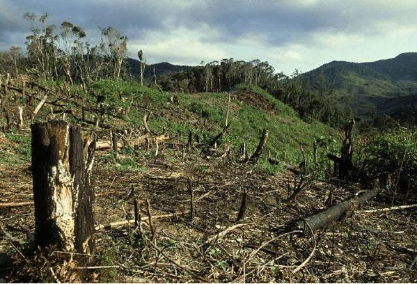 "全球森林观察"组织发布报告称,2021年全球热带雨林破坏总面积约37500