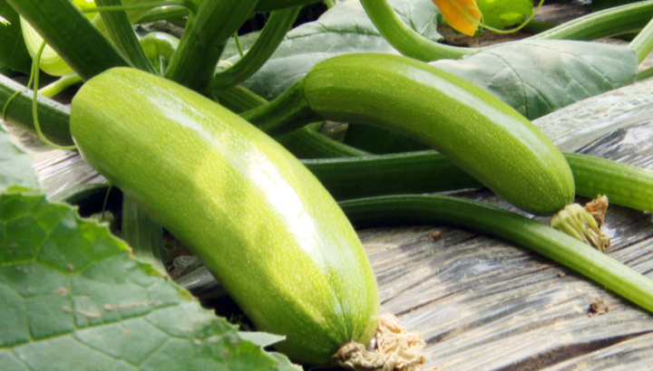 山西晋中 榆社县:大棚西葫芦喜获丰收 成为村民致富好途径_印度_新闻