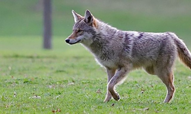 狼出没,华人社区高风险_阿根廷_新闻_华人头条