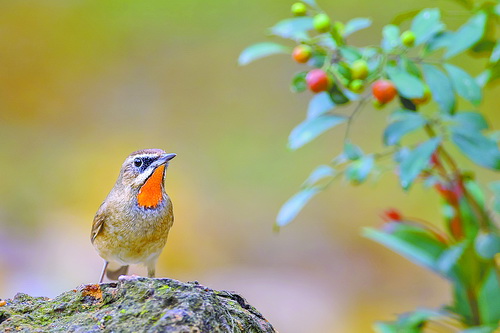 厦门同安:领略生态美 "百灵和鸣 生态同安"公益摄影展开展_加纳_新闻