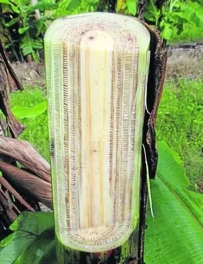 你会发现这个香蕉草的树干,哎不对是草干,全部是由"草质茎"组成的.