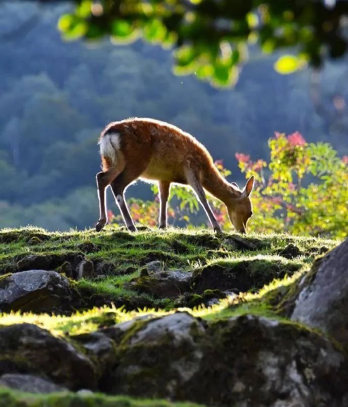 是古代养鹿之地,因鹿鸣之声响彻周遭,故称之为鹿鸣村