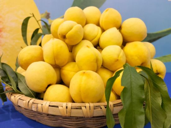 湖南炎陵黄桃21日开园上市 预计产量7.8万吨_中国香港_新闻_华人头条