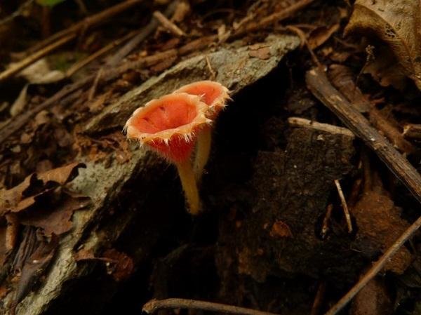 陕西秦岭地区发现肉杯菌科大型真菌新种_委内瑞拉_新闻_华人头条