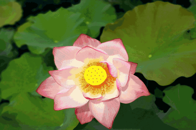 鱼戏莲叶西,鱼戏莲叶南,鱼戏莲叶间,鱼戏莲叶东,江南可采莲,莲叶何