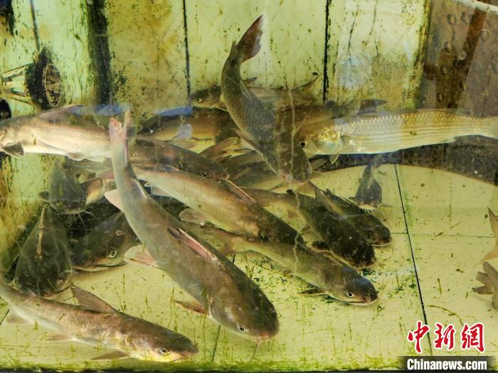 台山赤溪专营海鲜的餐厅鱼池里的鲜活暗丁鱼李晓春 摄