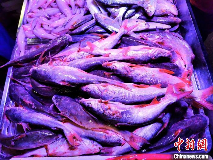 台山海鲜市场上冰鲜销售的"暗丁"鱼.李晓春 摄