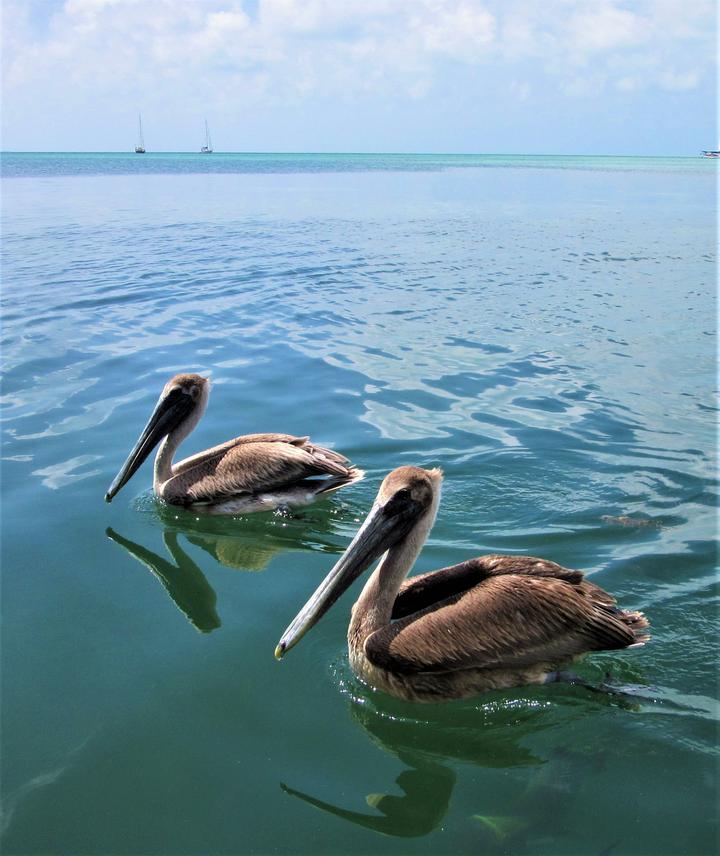中美洲小国伯利兹的一座叫库尔克的小岛,在这里可以与海中蝙蝠鱼,鲨鱼