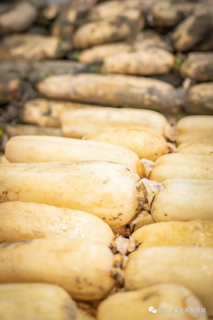最新十孔粉藕来了,武汉人吃藕新高度_加纳_新闻_华人头条