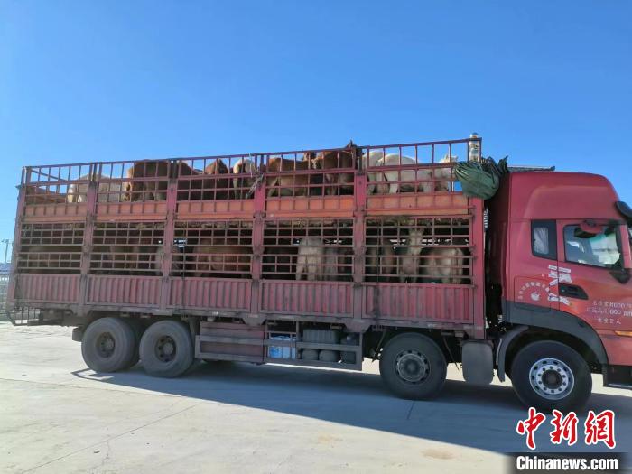 记者在采访过程中获悉,以前客商想买到锡林郭勒草原的优质牛羊肉,需要