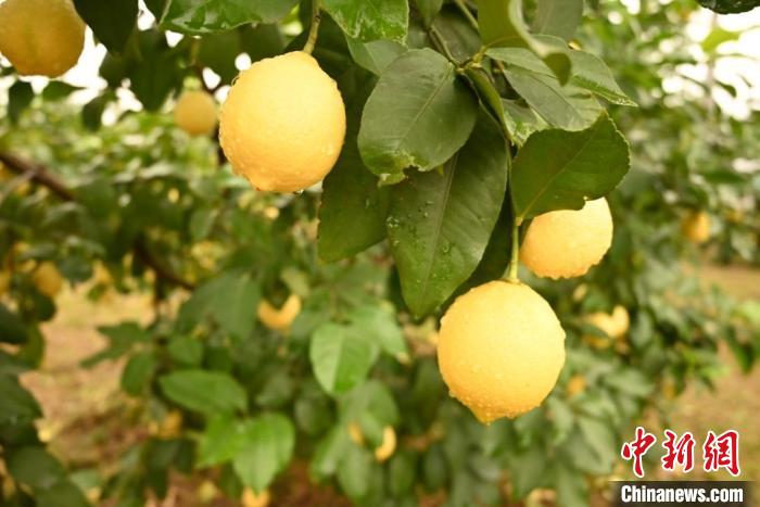 重庆潼南举行国际柠檬节签约72亿元