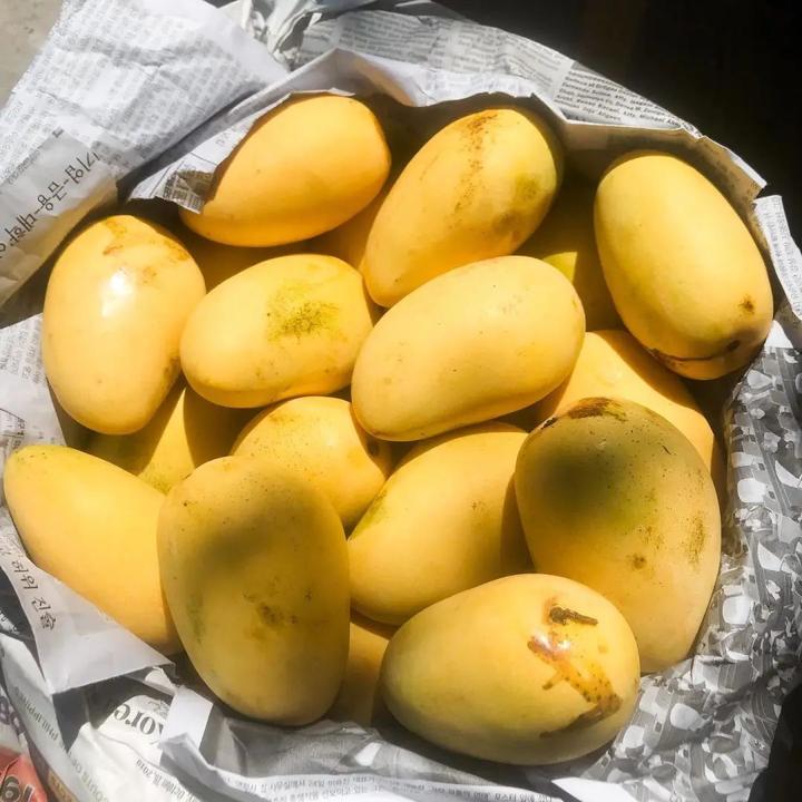菲律宾物产志:走进芒果的金黄世界