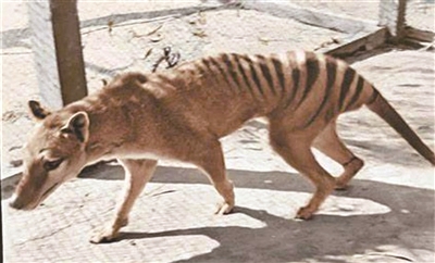 全世界最后一只袋狼遗骸 86年后重现澳大利亚_中国大陆_新闻_华人头条