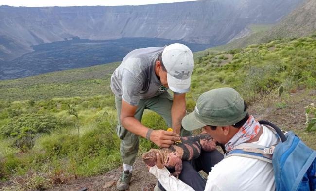 厄瓜多尔探险队首次发现粉红鬣蜥宝宝