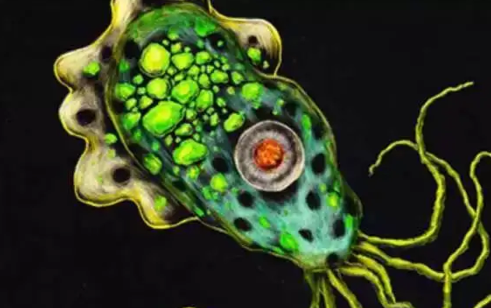 韩国现"食脑变形虫",致命率96%_意大利_新闻_华人头条