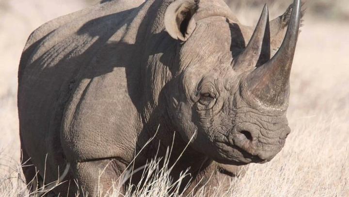 Africa's rhino population has been decimated over the decades to feed demand for rhino horn, which, despite being made of the same stuff as rhino hair and fingernails, is prized in East Asia as a supposed medicine and as jewellery.