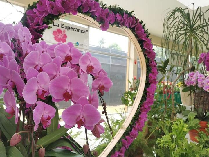 Por el Día de los Enamorados, MAG habilitará Expo Feria de Orquídeas en San Lorenzo - .::Agencia IP::.