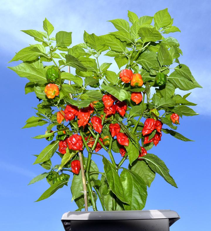 carolina reaper, a pimenta mais ardida do mundo