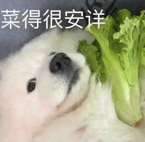 菜鸽表情包图片