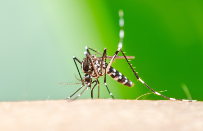 Chikungunya: o que é, sintomas, prevenção - Mundo Educação