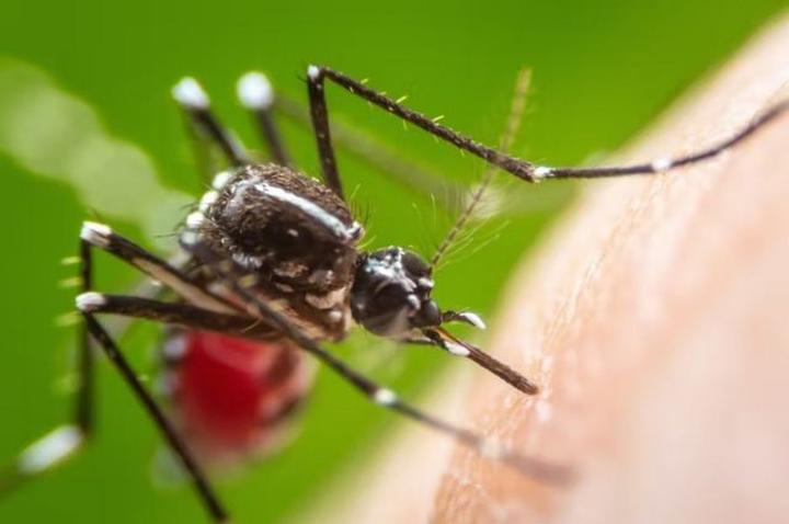 Explosão de casos de chikungunya no Paraguai coloca fronteira com o Brasil em alerta | Mato Grosso do Sul | G1