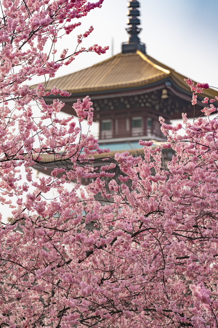 夜樱开放东湖樱花节最全攻略请收好