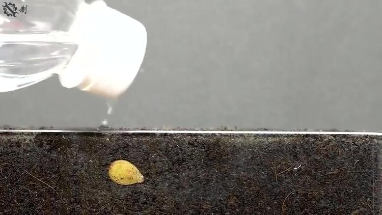 记录南瓜种子的生长过程，一天一个样，太神奇了！！！_南岛_新闻_华人头条