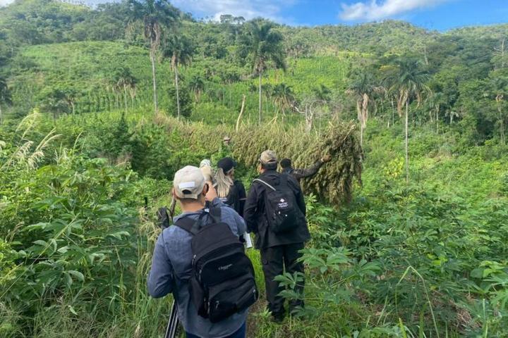 Durante operativo en Yby Yaú destruyen más de 24 toneladas de marihuana - Últimas noticias de Paraguay y el mundo hoy - EnParaguay.Net