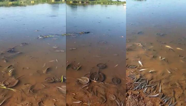 Preocupa gran cantidad de peces muertos en las orillas del Río Paraguay