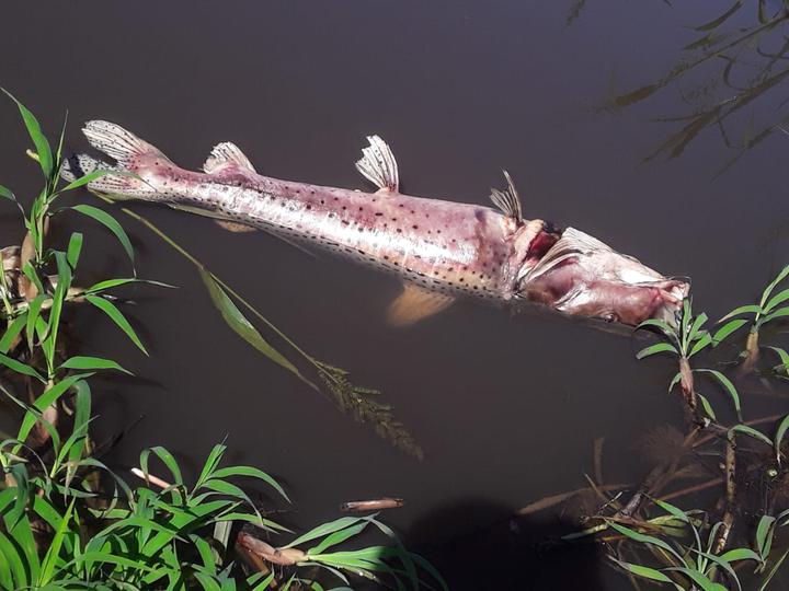 Diario HOY | Preocupa gran cantidad de peces muertos en las orillas del río Paraguay