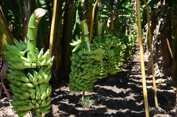 Paraguay's banana exports increase by 33%