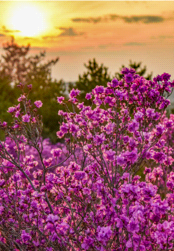 花期预告金达莱即将盛开吉林延边赏花模式开启