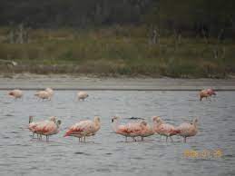 CHILEAN FLAMINGO Phoenicopterus chilensis FAUNA PARAGUAY