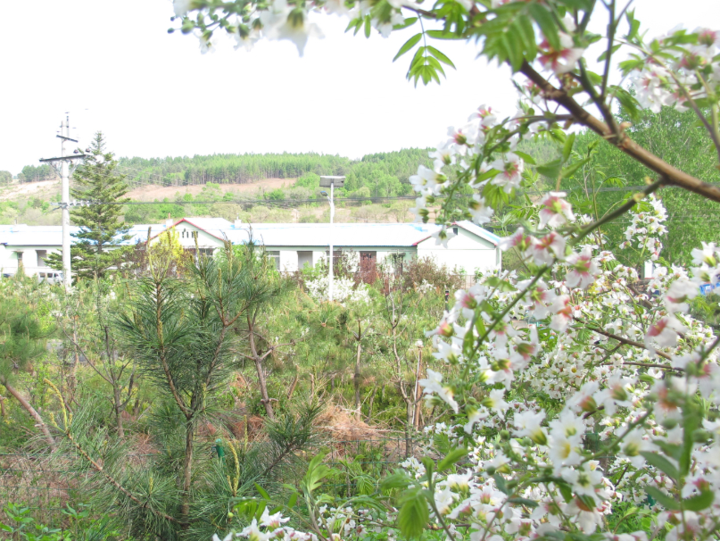 【乡村旅游】开山屯镇怀庆村——邂逅文冠花开_中国大陆_新闻_华人