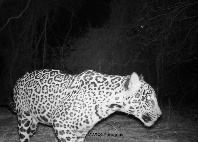 La Nación / “El sueño del jaguar”, la muestra artística que busca crear conciencia para la conservación del felino