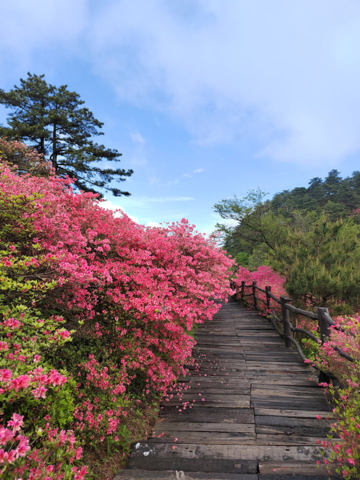 湖北看杜鹃最美时节已到,人间四月天 麻城看杜鹃 你准备好了吗?