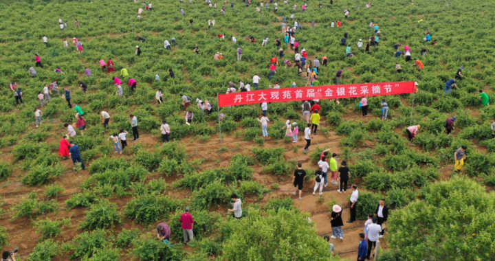 行走河南·读懂中国|2023丹江大观苑首届金银花采摘节开幕_柬埔寨