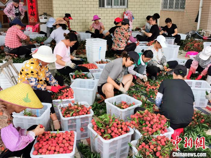 在台山北陡镇一处荔枝收购点，村民们正在忙碌着挑拣打包 李晓春 摄