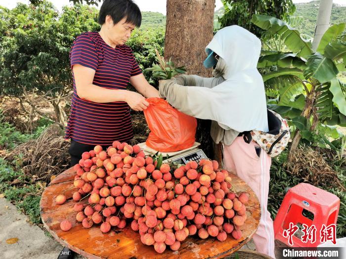 市民在台山北陡镇沿途荔枝摊位上购买荔枝 李晓春 摄