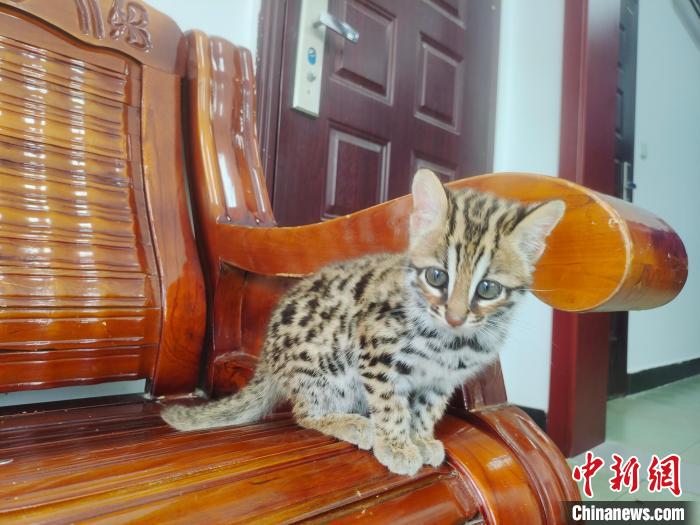 图为受到救助的豹猫幼崽。德宏边境管理支队供图