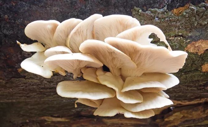 盘点英国采菇打卡地_本地_英国_新闻_华人头条