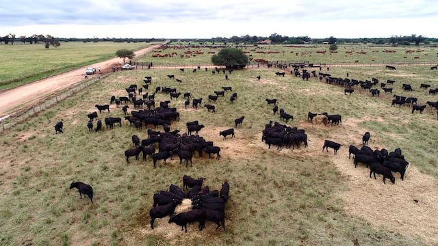 La habilitación de Israel para la carne bovina con hueso fue posible ya que Paraguay es un país libre de fiebre aftosa con vacunación, resaltan desde la ARP. Foto: Archivo