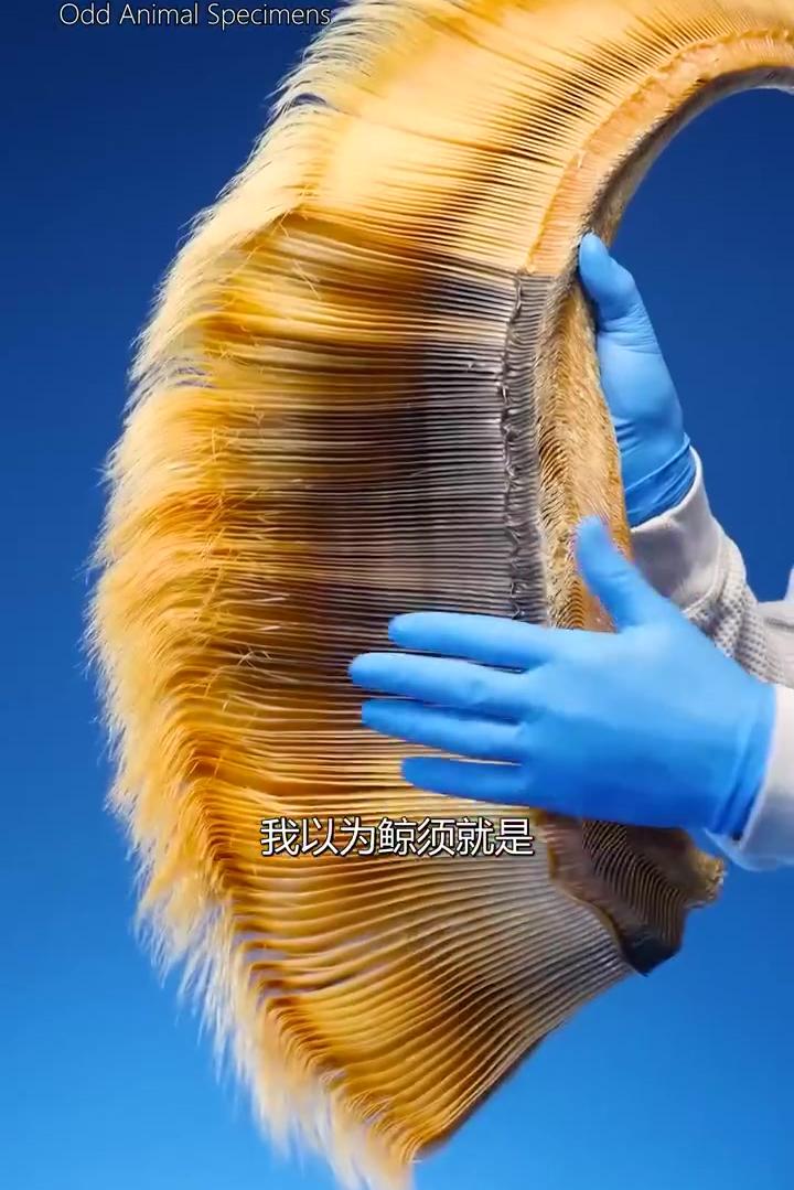 闻起来像猫粮?一分钟小科普-鲸须是如何工作的_阿根廷_新闻_华人头条