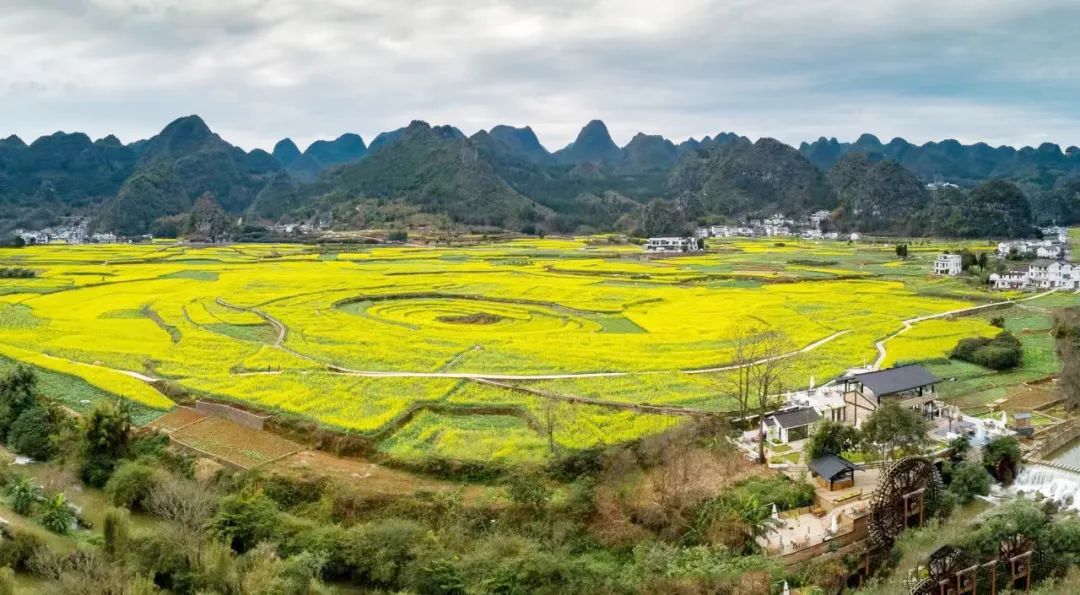 黔西南暖阳将至，最早油菜花海等你来打卡~_贵州_新闻_华人头条